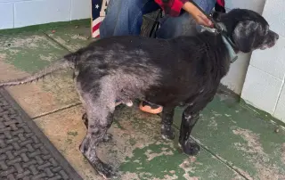 Rico - At shelter