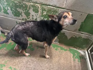 Pin Pin - Not at shelter available 10/26