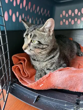Titus