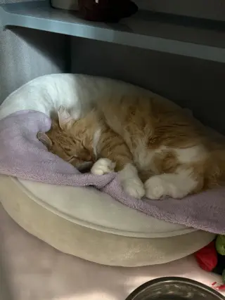 Garfield