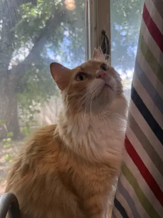 Garfield