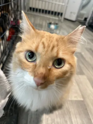 Garfield