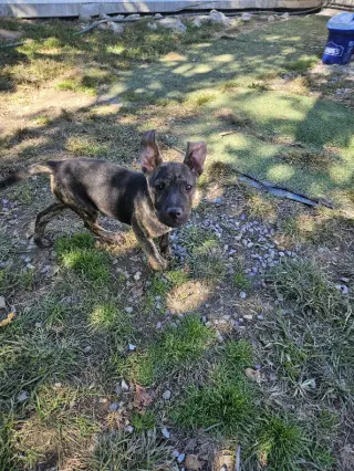 Rambo