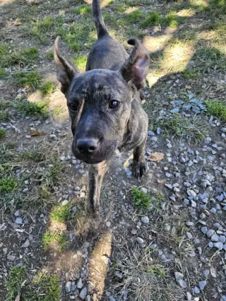 Rambo
