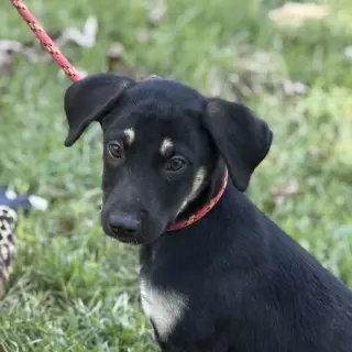 Cheddar Bob