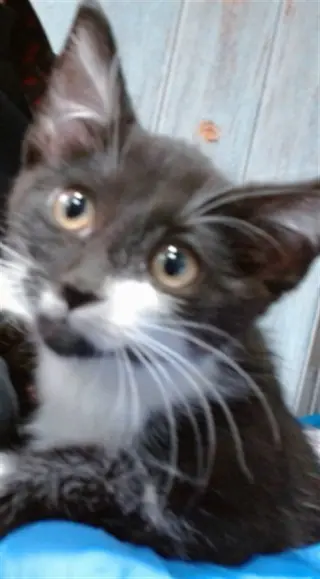 SERAFINA