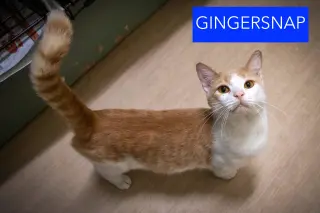 Gingersnap (FCID# 10/06/2026 - 48 Trainer)