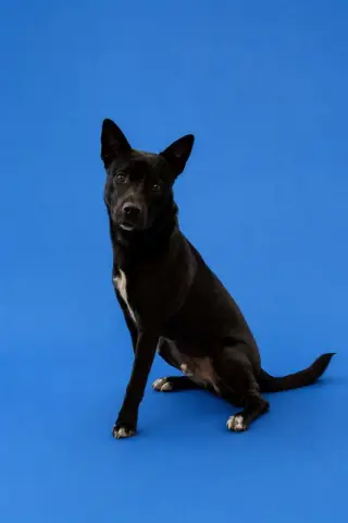 SULTAN