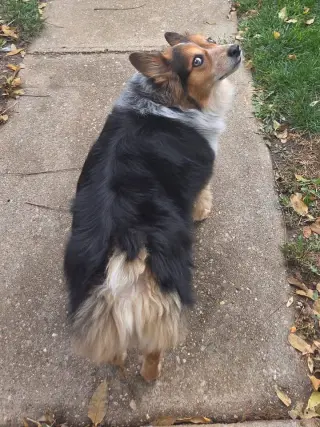 Ladybug
