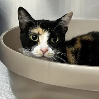 Bella