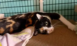 Bella