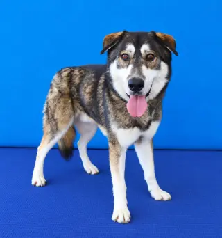 HACHI