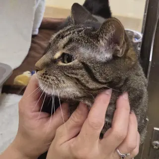 Bubba