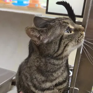 Bubba