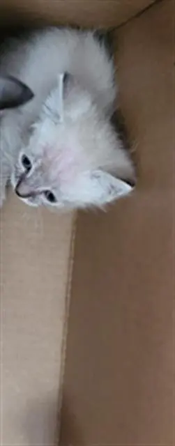 LINT BALL