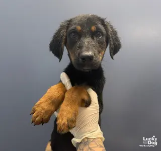 Roo