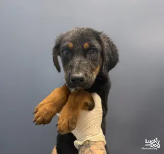 Roo