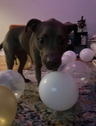 Coco