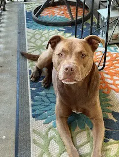 Coco