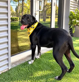 Cane
