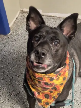 Lady