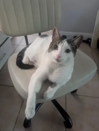Snickers- foster home