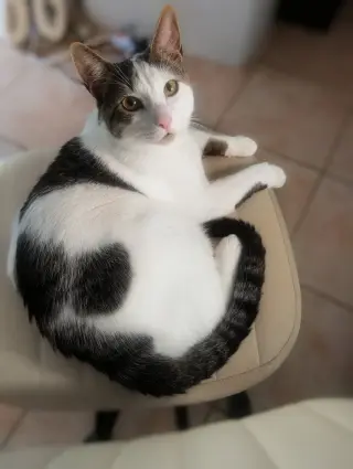 Snickers- foster home