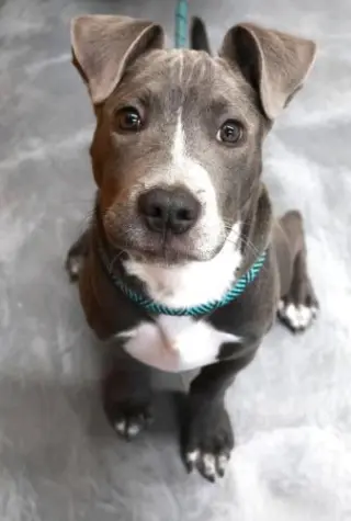 Elvis