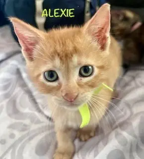 Alexi