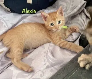 Alexi