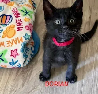 Dorian