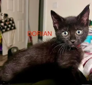 Dorian