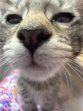 Kanga