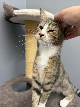 Moana
