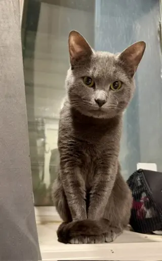 Felix