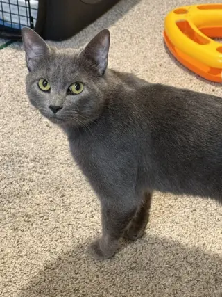 Felix