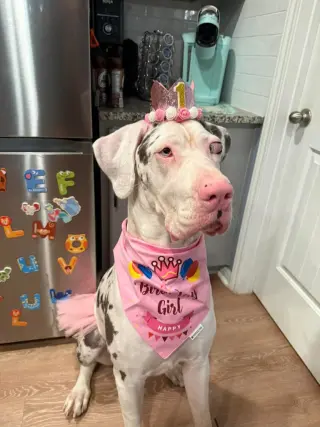 Jolene Googley Bear