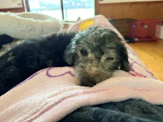 Sammie
