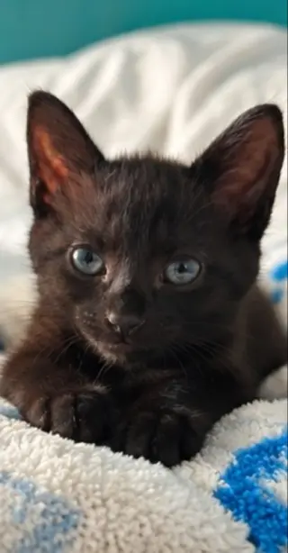 Eve