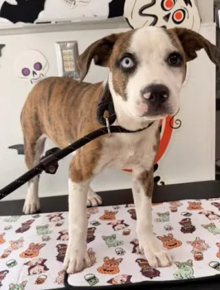 BOWIE