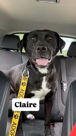 Claire: At the Shelter