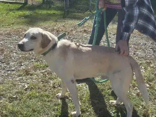 Biscuit - At shelter available 10/30