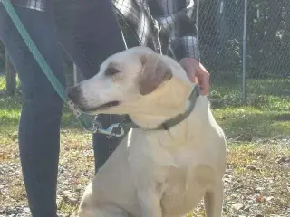 Biscuit - At shelter available 10/30