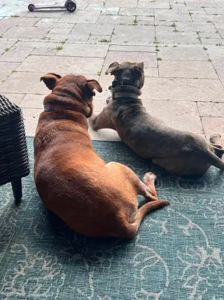 Baby Boy- brindle beauty