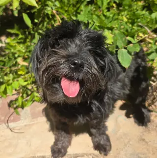 HAPPY Lil Ms Heloise ~ Schnoodle