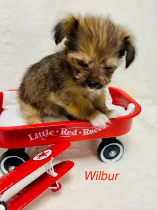 Wilbur