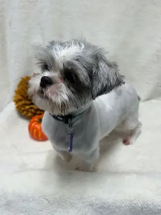 Josie