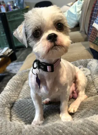 Josie