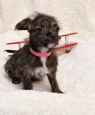 Amelia