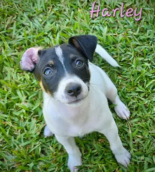 Harley, Harper and Henry (SC)
